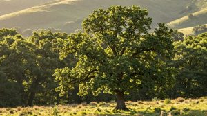 Pădure verde cu copac, dealuri și lumină.